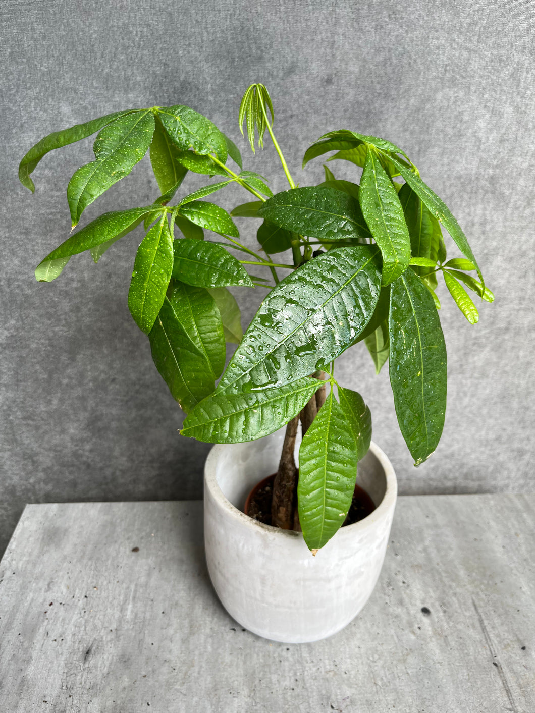 Money Tree