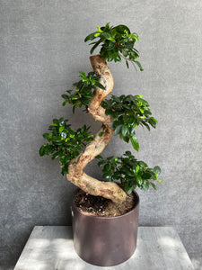 Bonsai