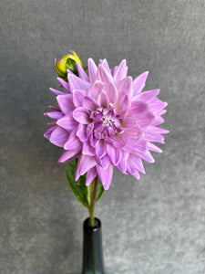 Fresh Cut Dahlias