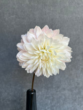 Load image into Gallery viewer, Fresh Cut Dahlias

