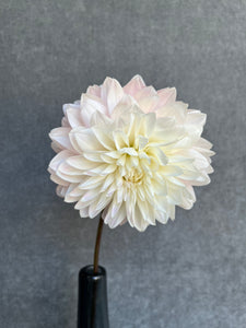 Fresh Cut Dahlias