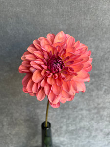 Fresh Cut Dahlias