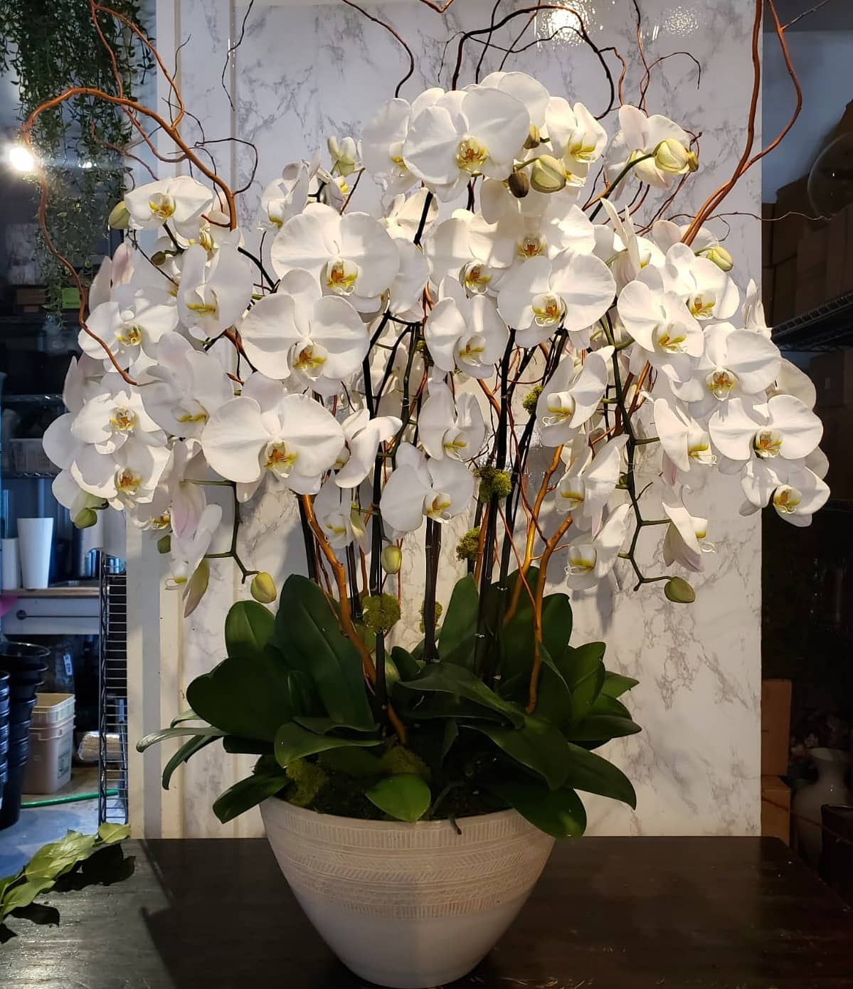 large orchid plant pot Large Orchid Planter