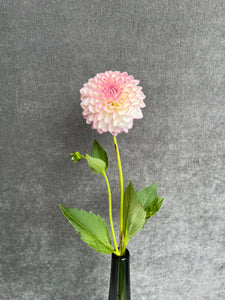Fresh Cut Dahlias