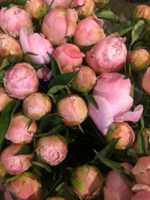 Load image into Gallery viewer, Fresh Cut Peonies
