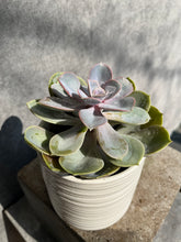 Load image into Gallery viewer, Succulent Planter
