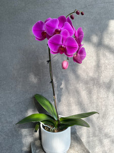 Bespoke Orchid Planter