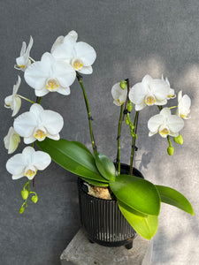 Mini Multi-Stem Orchid Planter