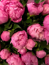 Load image into Gallery viewer, Fresh Cut Peonies
