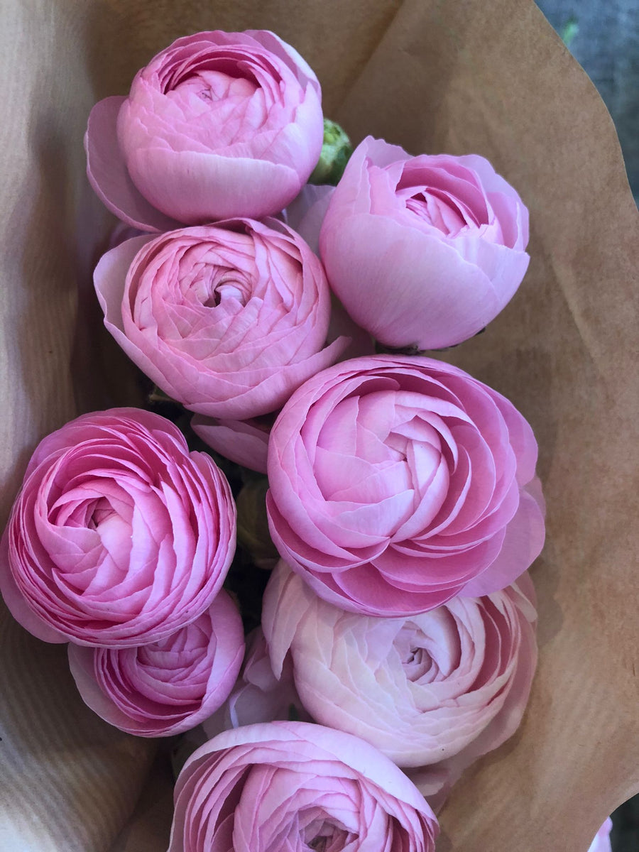 Fresh Cut Ranunculus Fresh Cut Regular Ranunculus – The Granville Island Florist