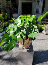 Load image into Gallery viewer, Monstera
