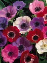 Load image into Gallery viewer, Fresh Cut Anemone
