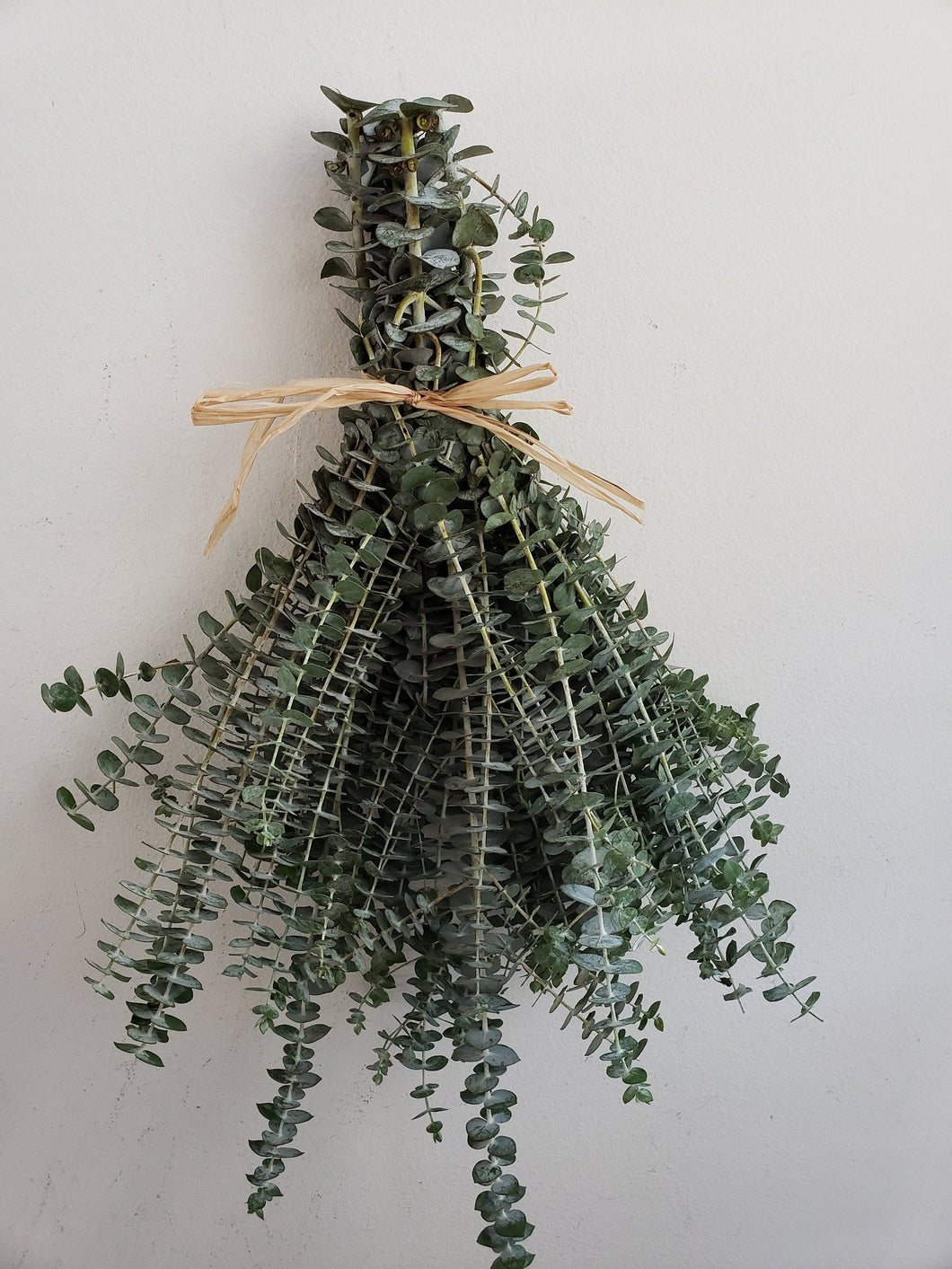 Fresh Eucalyptus Bunch