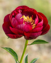 Load image into Gallery viewer, Fresh Cut Peonies
